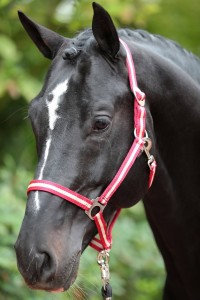 Kantar dla konia Hippo, brązowy/beżowy, roz. Foal, Covalliero