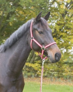 Kantar dla konia Hippo, brązowo/beżowy, roz. Shetty, Covalliero