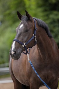 Kantar dla konia Hippo, granatowy, roz. Full, Covalliero