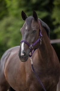 Kantar dla konia Hippo, fioletowy, roz. XFull, Covalliero