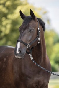 Kantar dla konia Hippo, czarny, roz. Cob, Covalliero