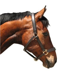 Kantar dla konia Eco, skórzany, brązowy, roz. XFull, Covalliero