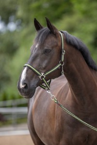 Kantar dla konia Hippo, antracyt/jasnozielony, roz. Cob, Covalliero