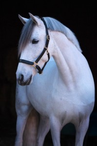 Kantar dla konia Eco, skórzany, czarny, roz. Full, Covalliero