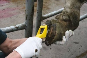 Zestaw do korekcji racic Walkease, roz. L, 10 szt, Kerbl